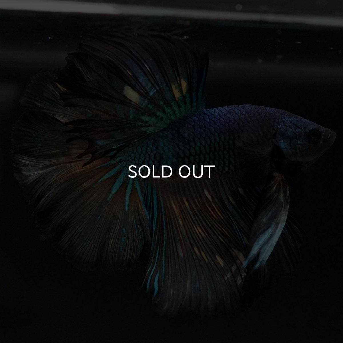 画像7: HM　ブラックマスタード　ローズテール (7)