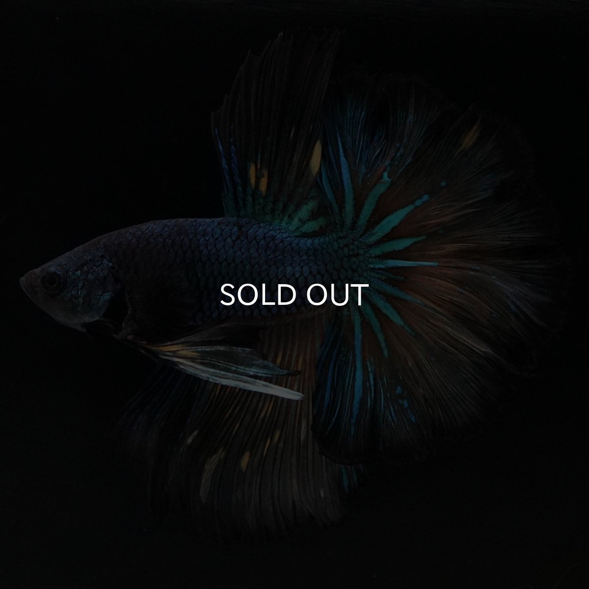 画像2: HM　ブラックマスタード　ローズテール (2)