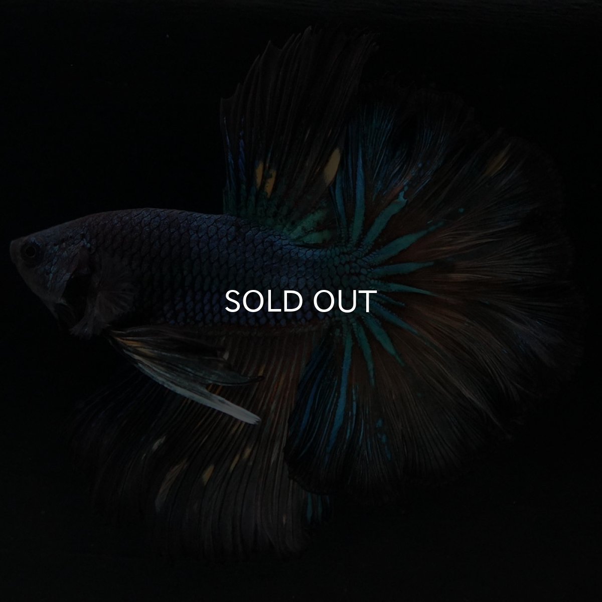 画像9: HM　ブラックマスタード　ローズテール (9)