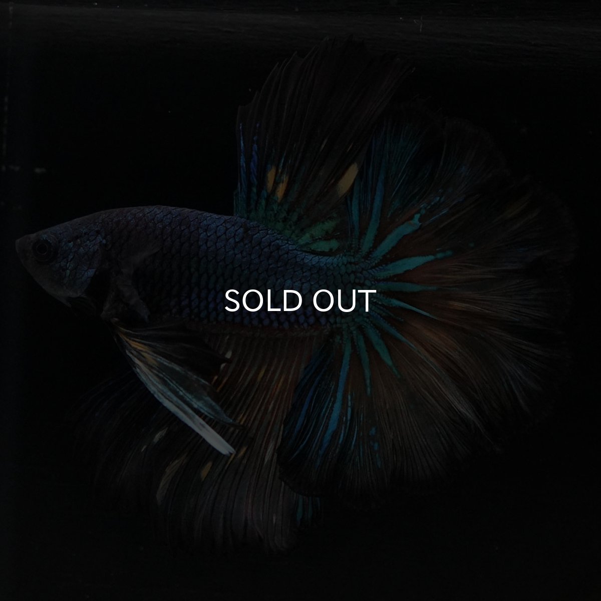 画像8: HM　ブラックマスタード　ローズテール (8)