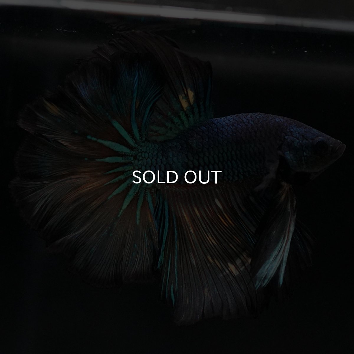 画像5: HM　ブラックマスタード　ローズテール (5)