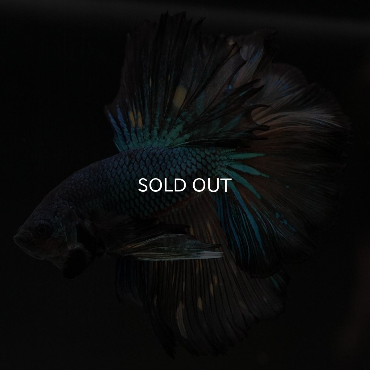 画像6: HM　ブラックマスタード　ローズテール (6)