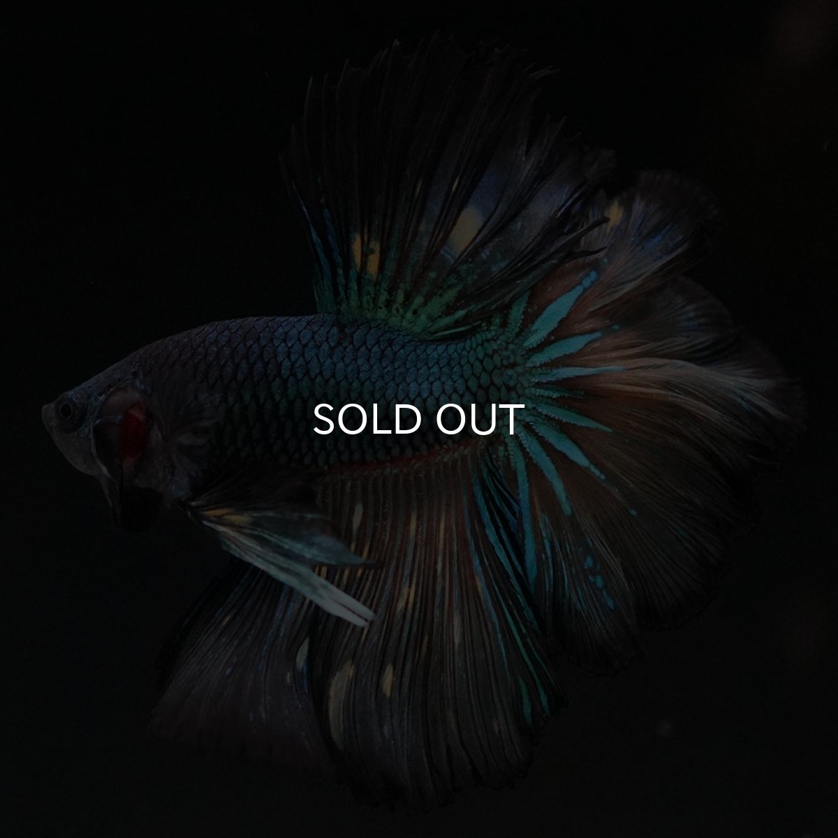 画像4: HM　ブラックマスタード　ローズテール (4)