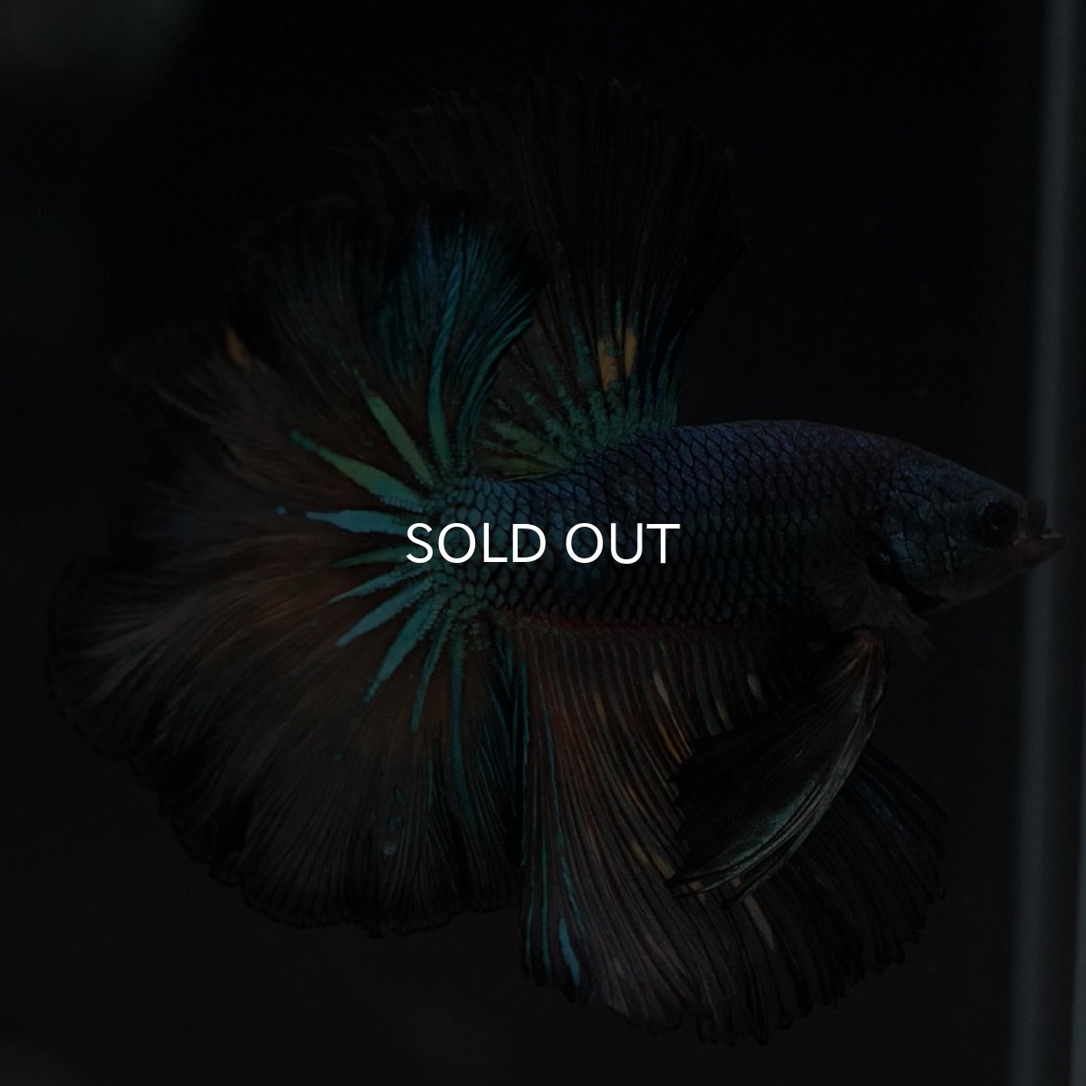 画像3: HM　ブラックマスタード　ローズテール (3)