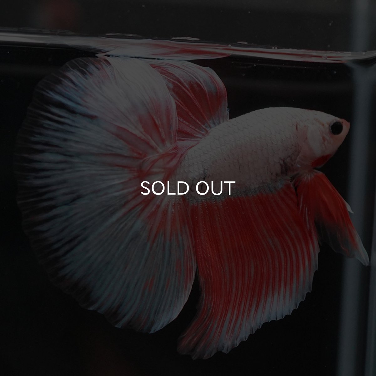 画像2: HM ホワイトファンシー (2)