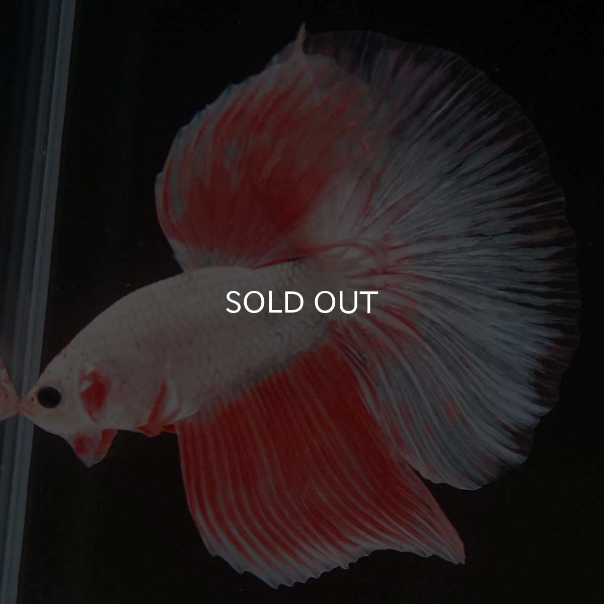 画像8: HM ホワイトファンシー (8)