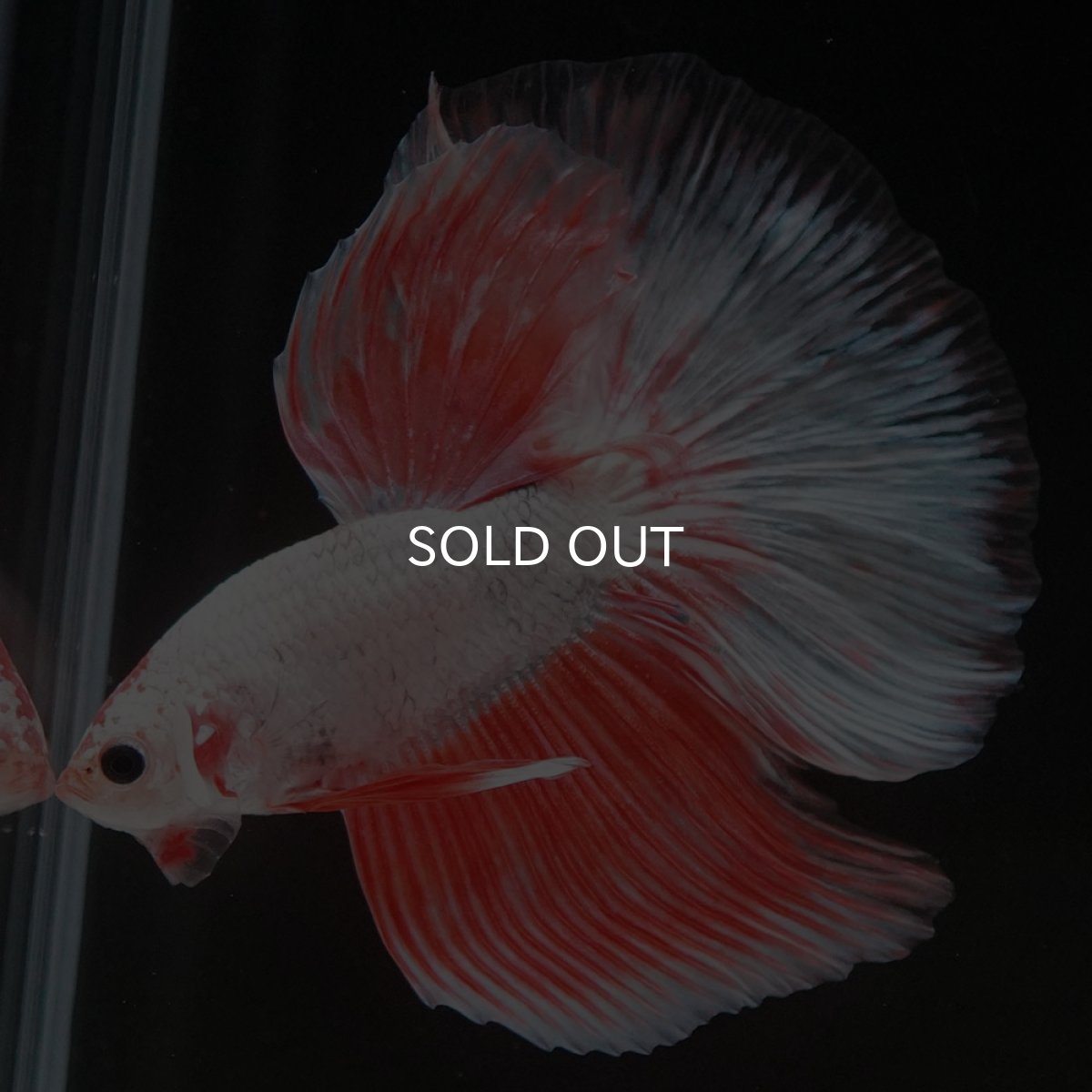 画像7: HM ホワイトファンシー (7)