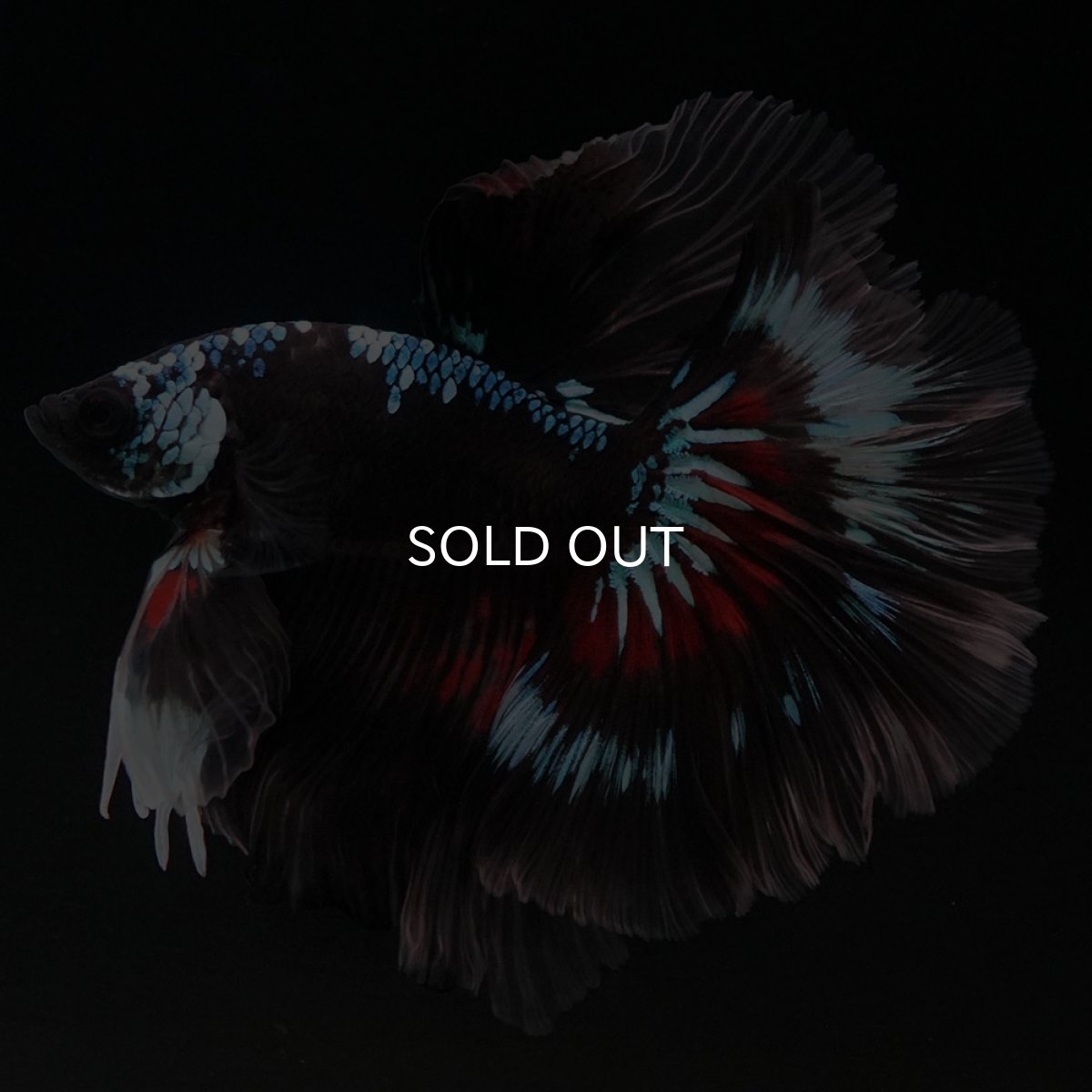 画像2: HM ブラックファンシー ローズテール (2)