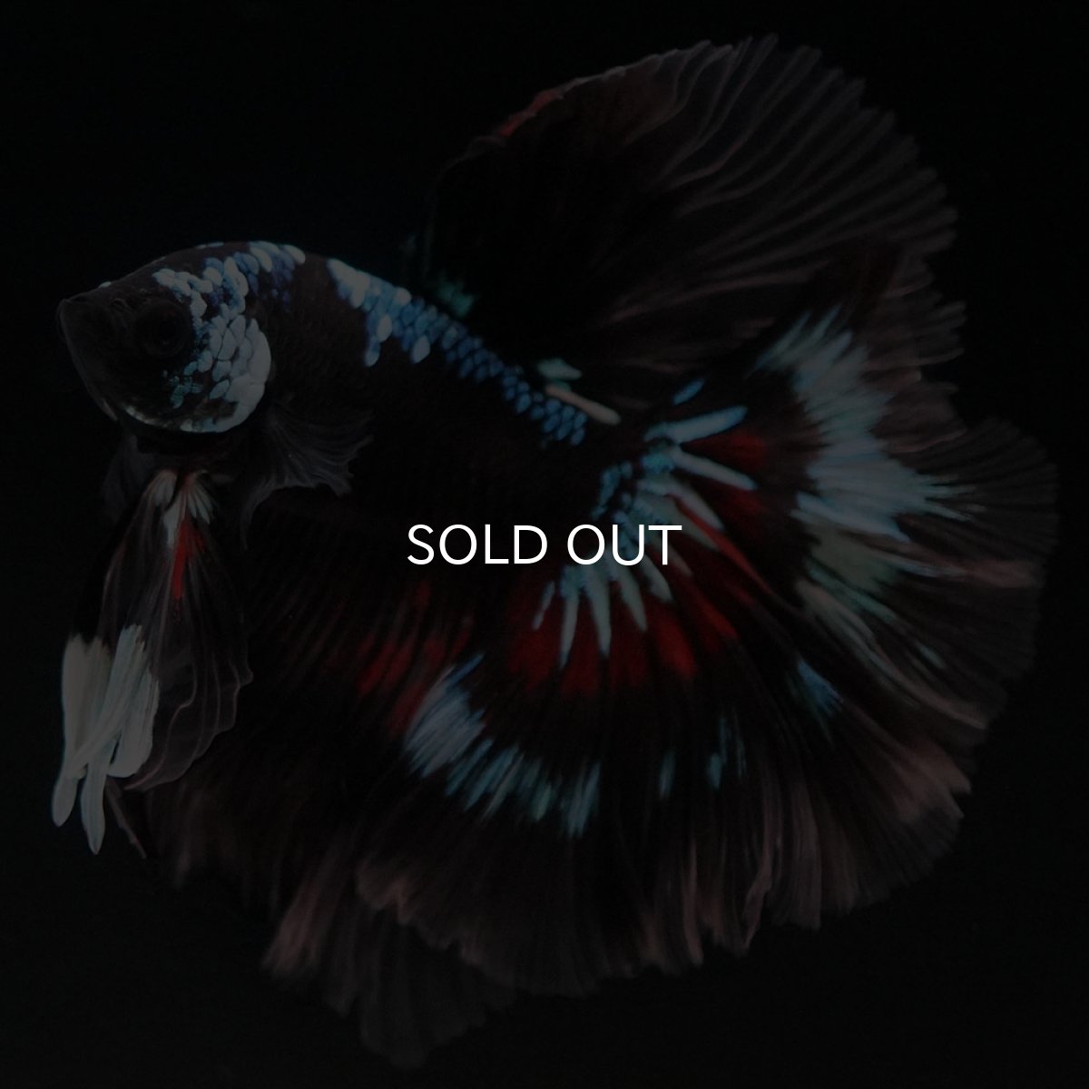 画像9: HM ブラックファンシー ローズテール (9)