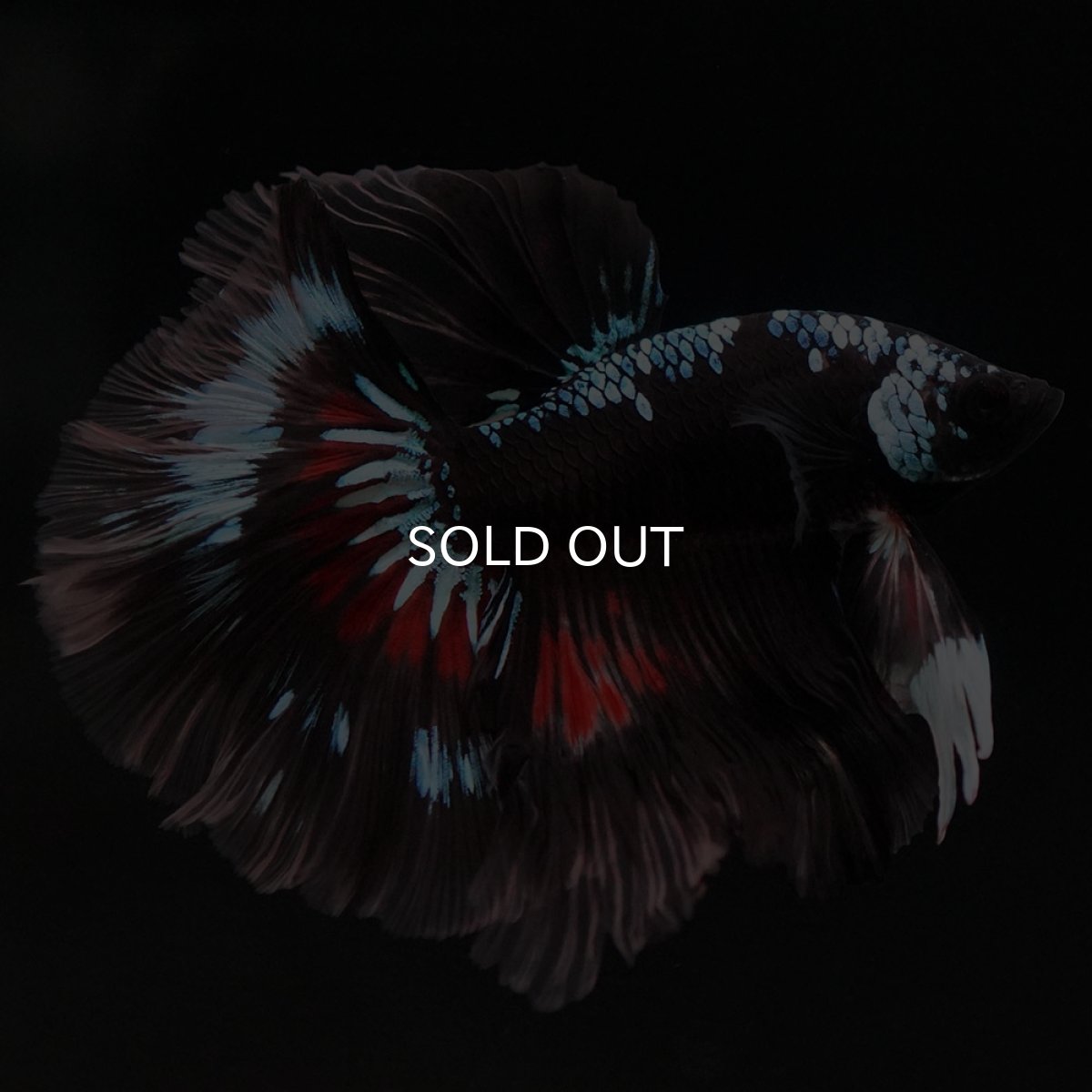 画像8: HM ブラックファンシー ローズテール (8)