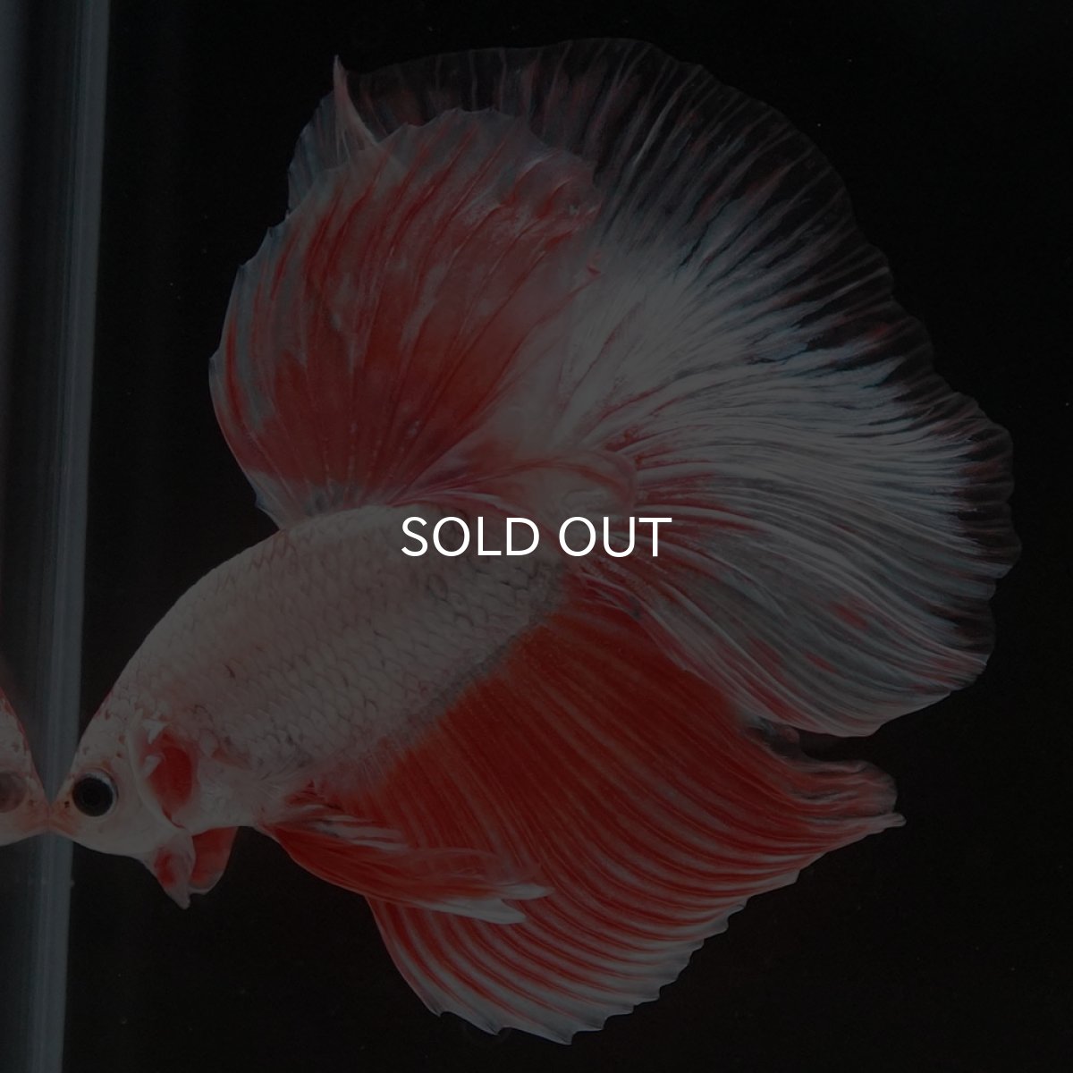 画像5: HM ホワイトファンシー (5)