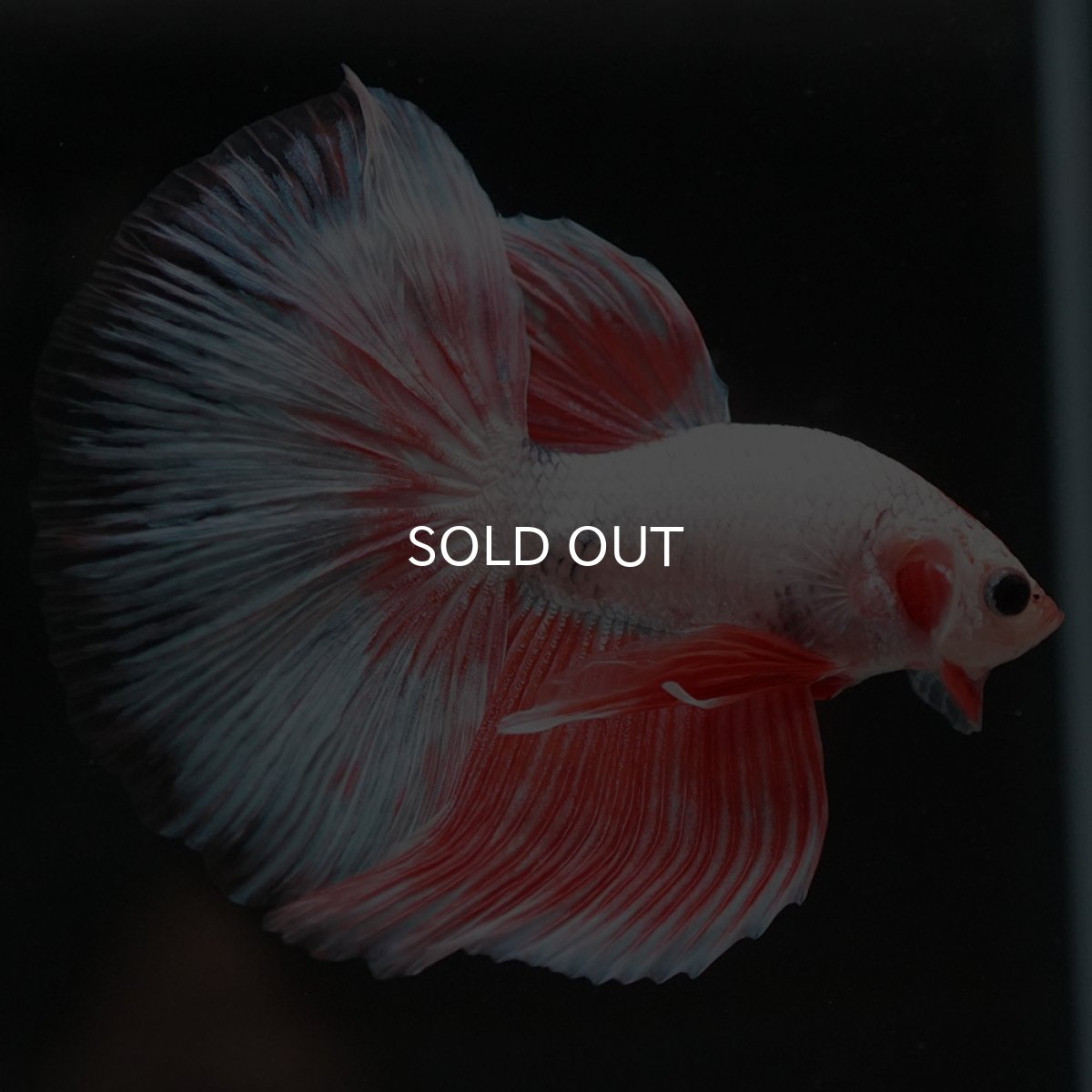 画像6: HM ホワイトファンシー (6)