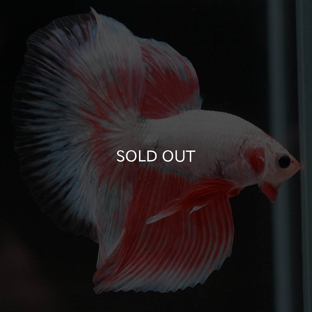 画像4: HM ホワイトファンシー (4)