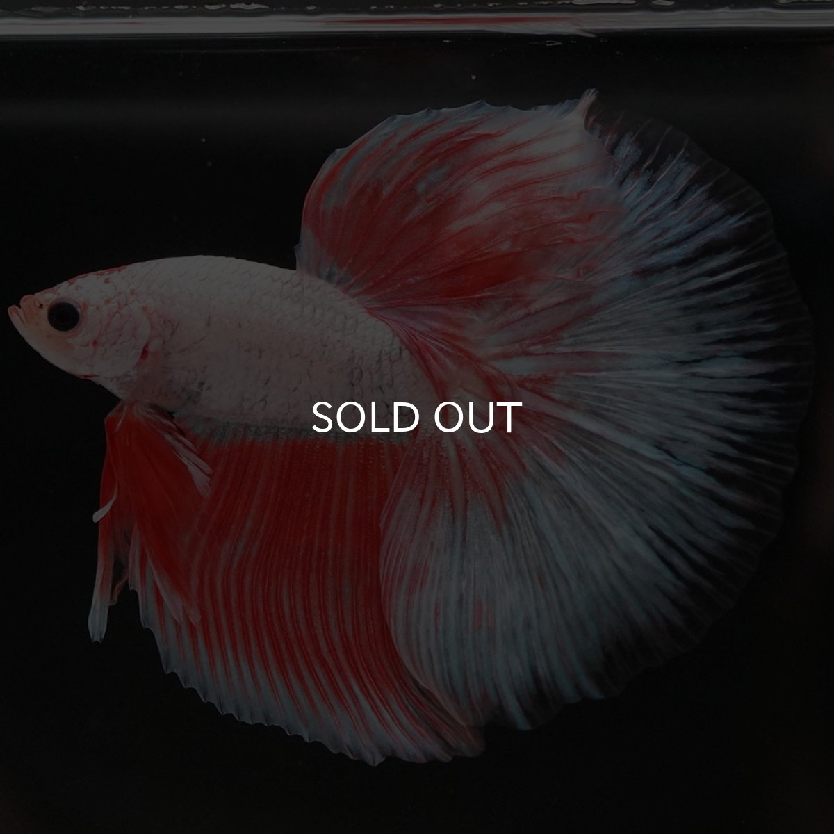 画像3: HM ホワイトファンシー (3)