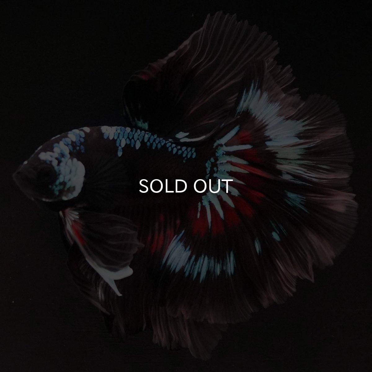 画像7: HM ブラックファンシー ローズテール (7)