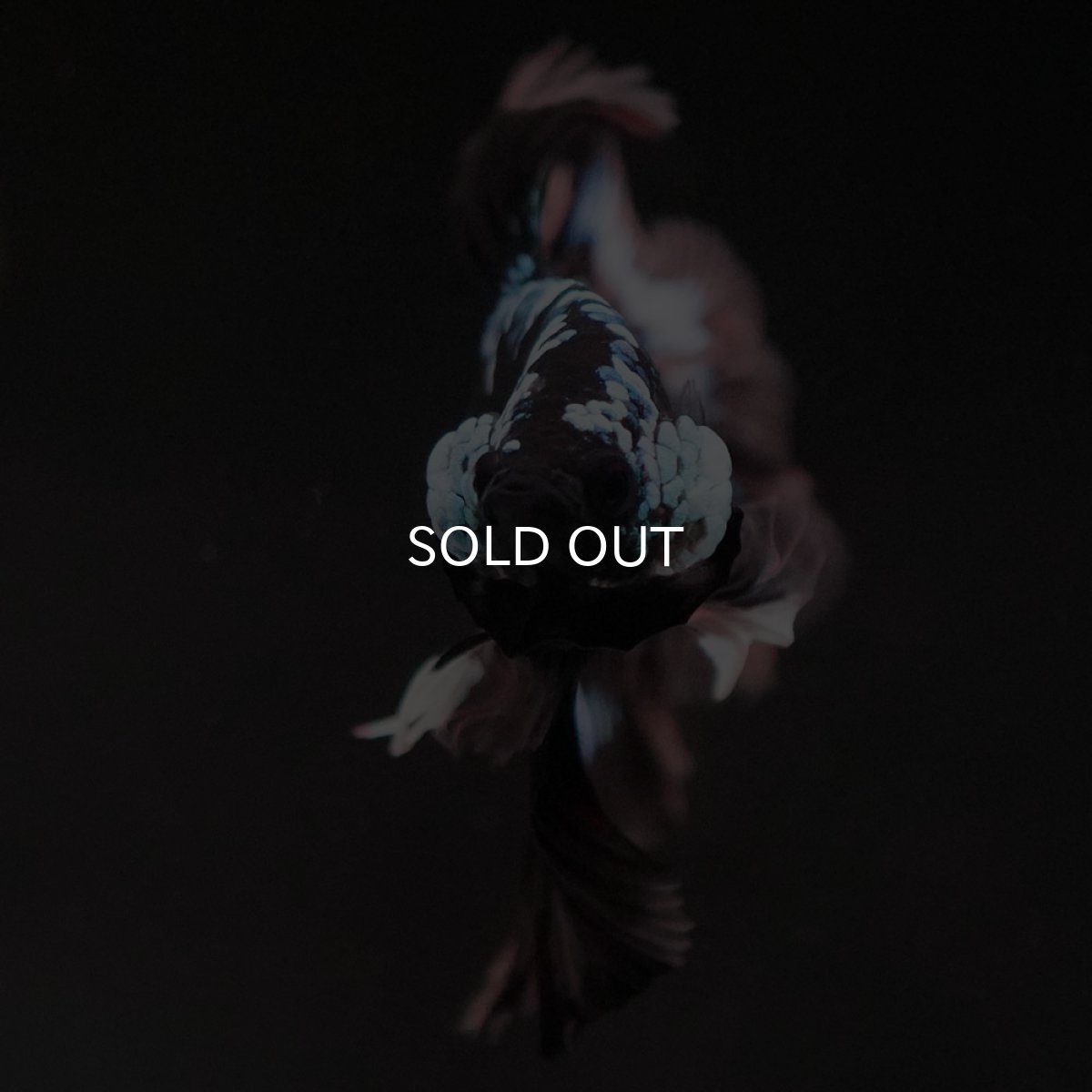 画像3: HM ブラックファンシー ローズテール (3)