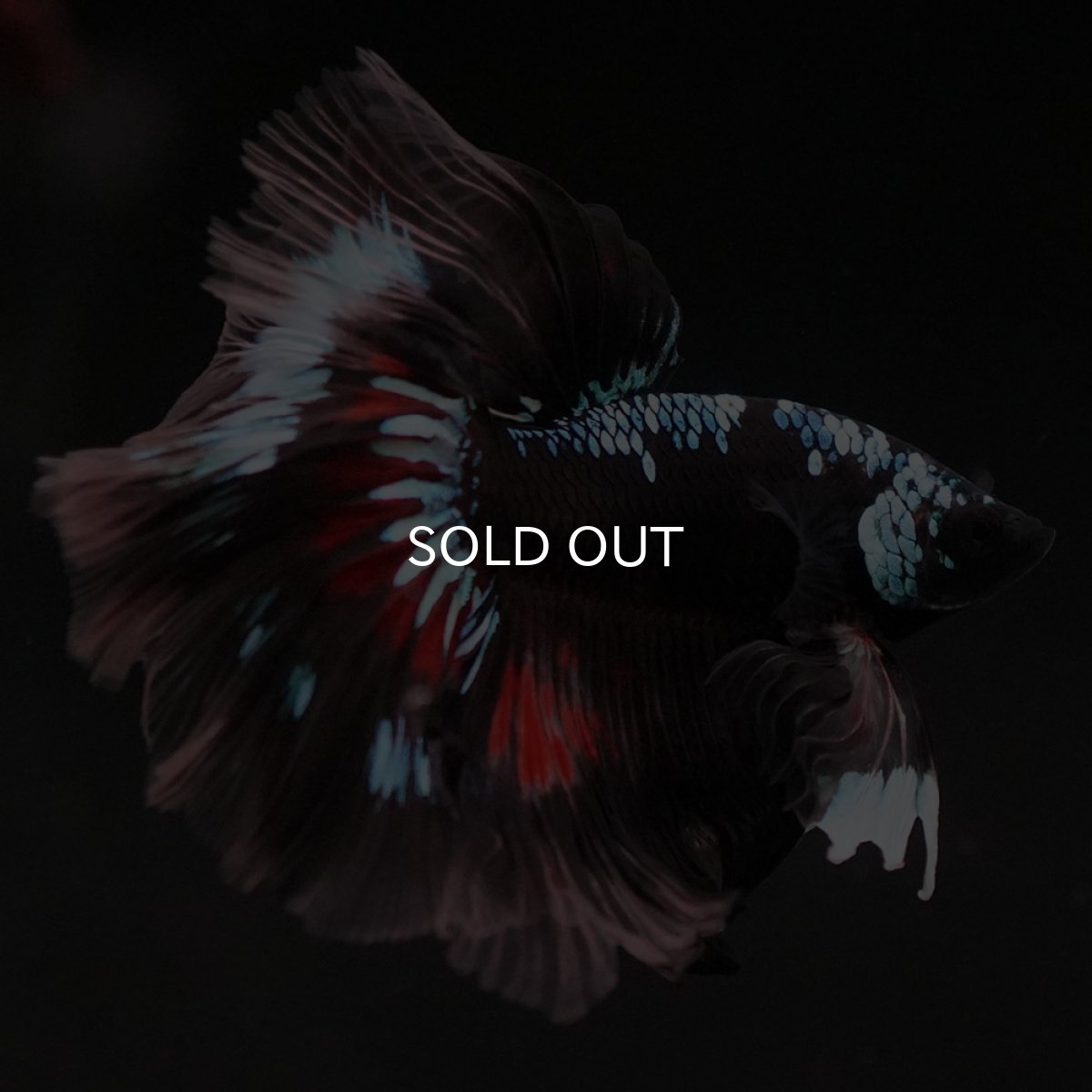 画像6: HM ブラックファンシー ローズテール (6)