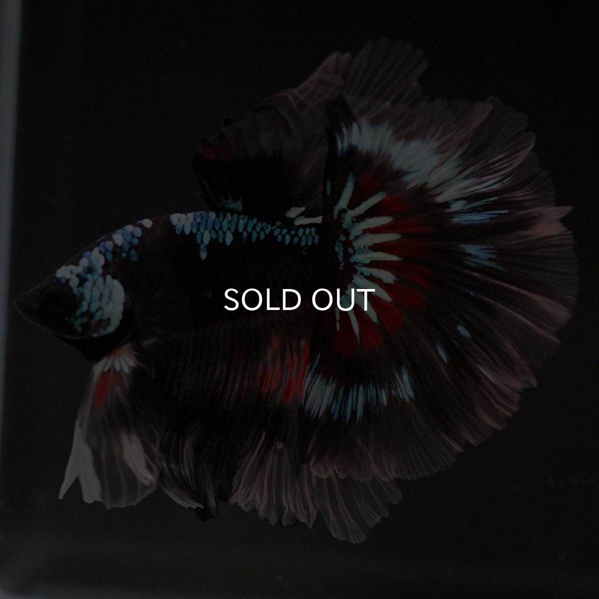 画像5: HM ブラックファンシー ローズテール (5)