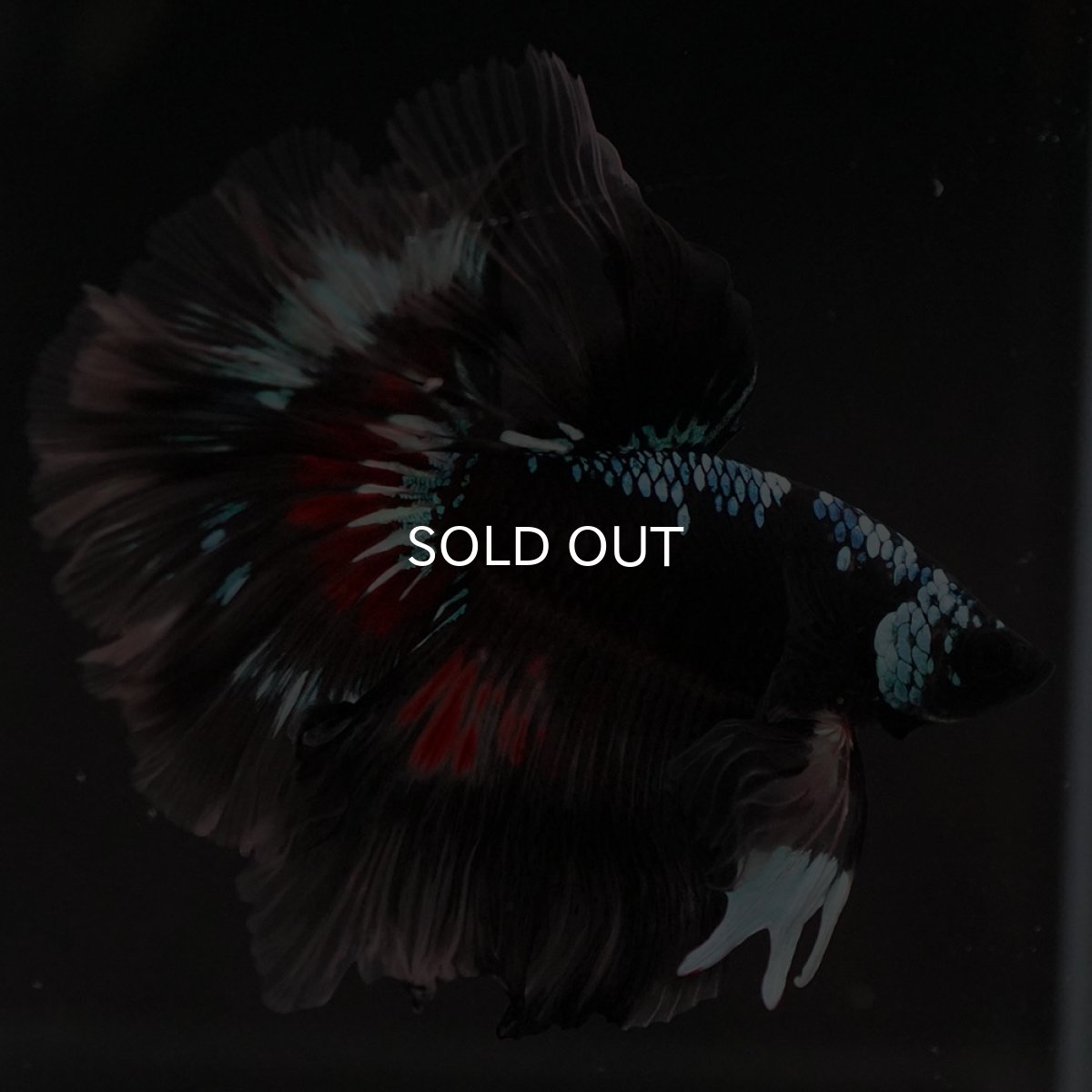 画像4: HM ブラックファンシー ローズテール (4)