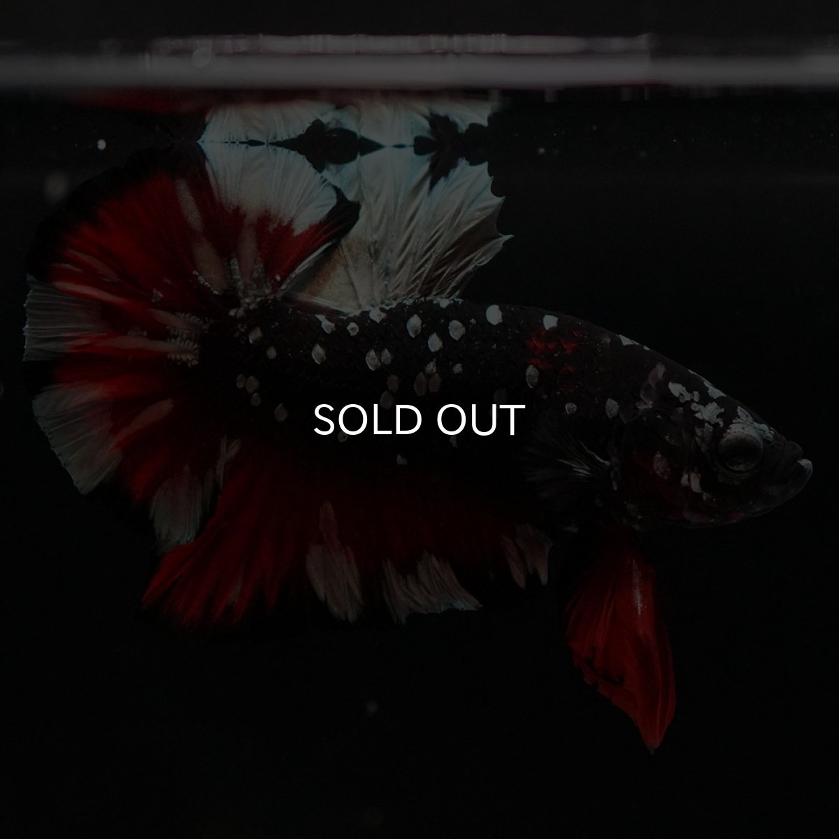 画像6: HMPK　ブラックカッパースター (6)