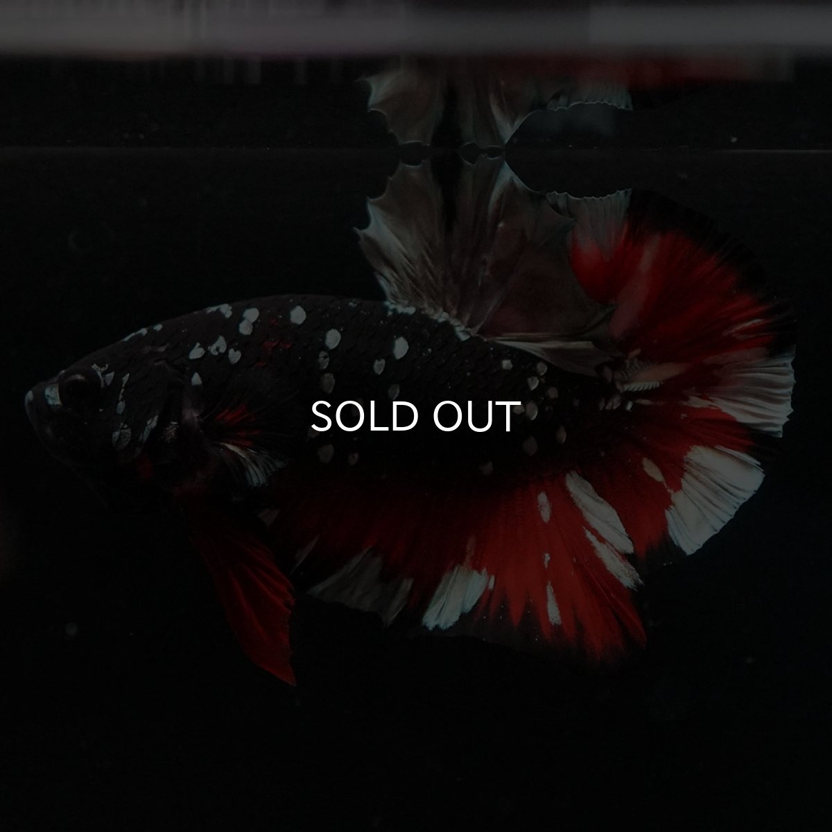 画像2: HMPK　ブラックカッパースター (2)