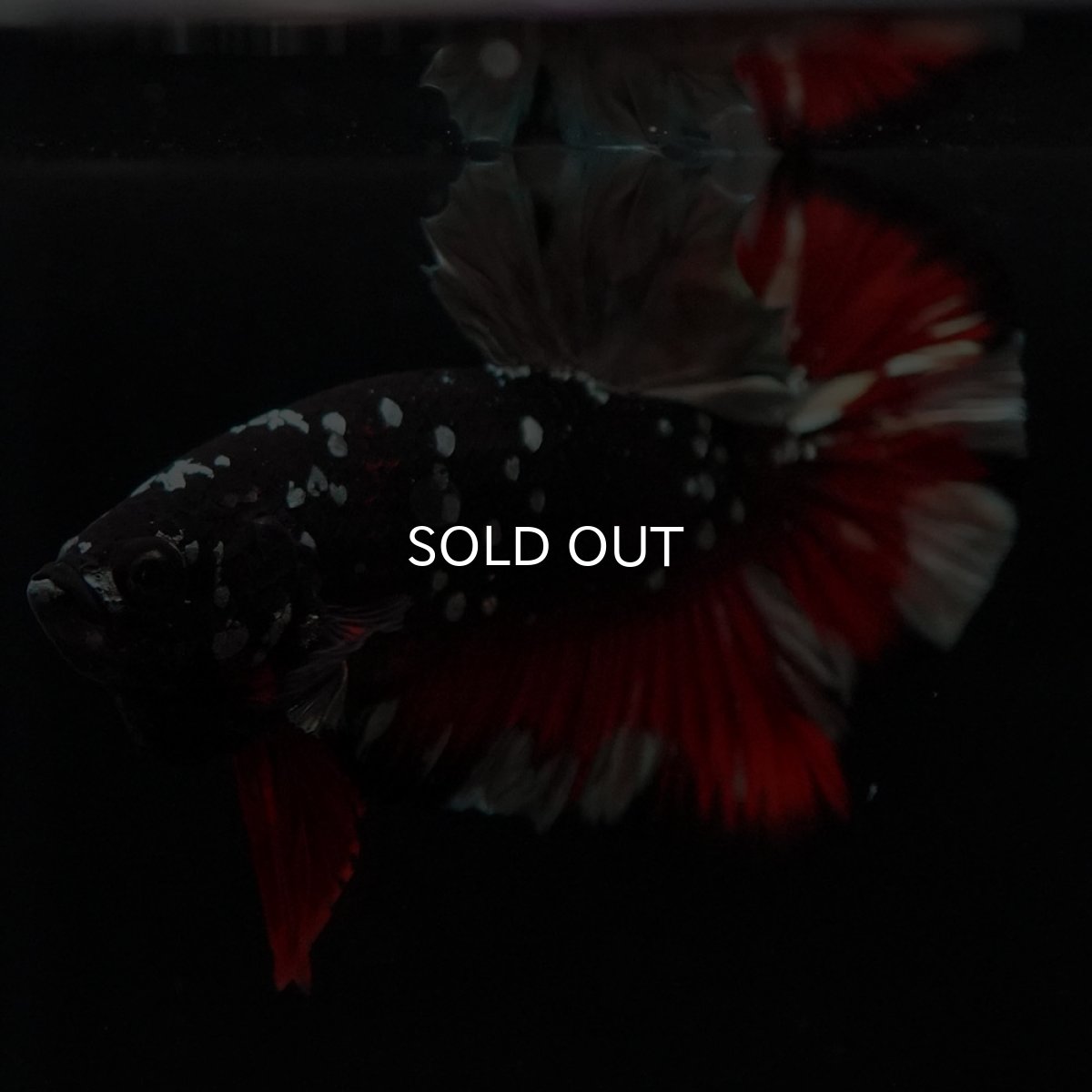 画像5: HMPK　ブラックカッパースター (5)