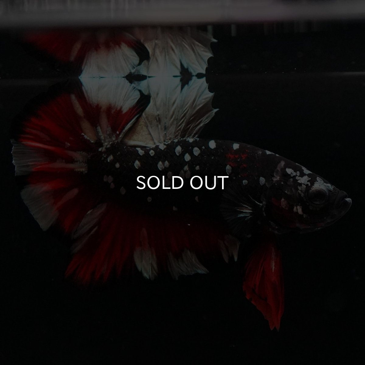 画像11: HMPK　ブラックカッパースター (11)