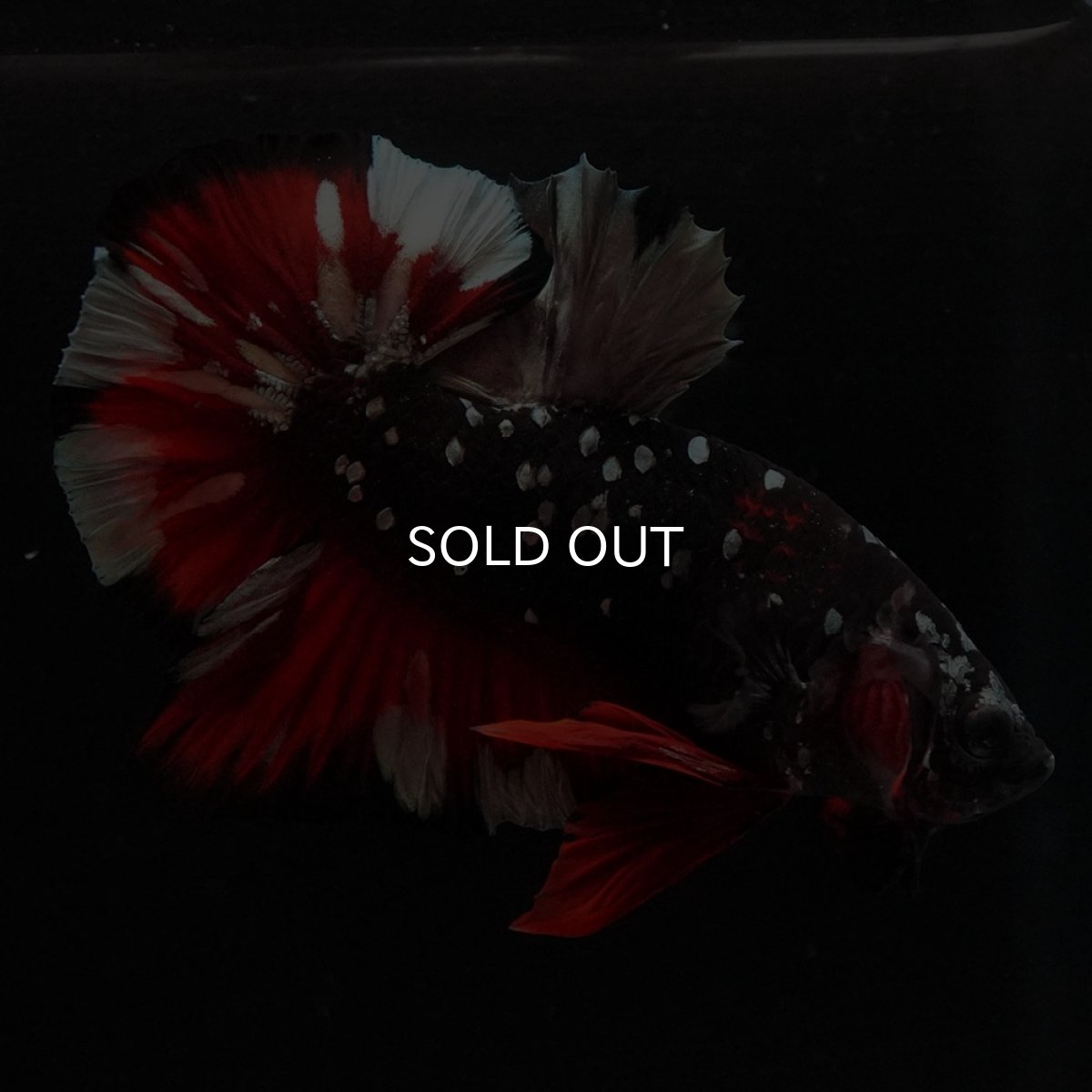 画像10: HMPK　ブラックカッパースター (10)