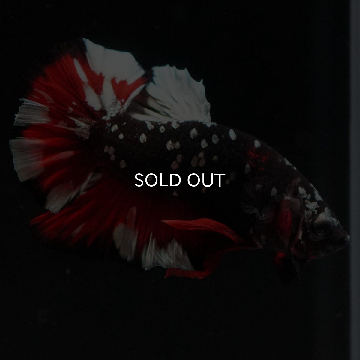 画像8: HMPK　ブラックカッパースター (8)