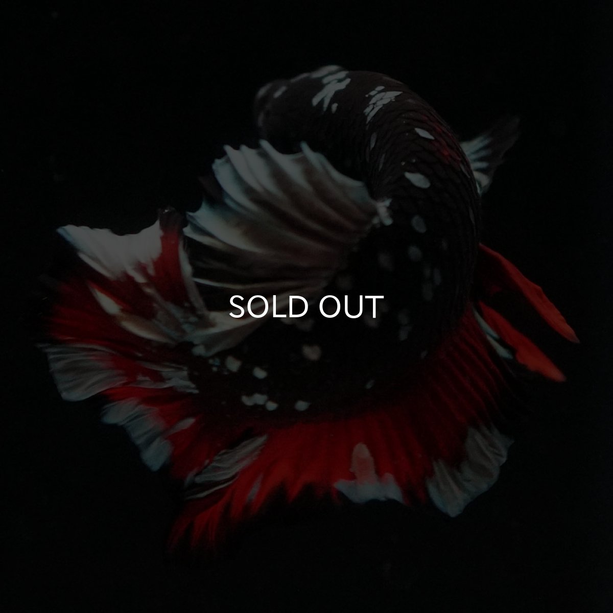 画像3: HMPK　ブラックカッパースター (3)