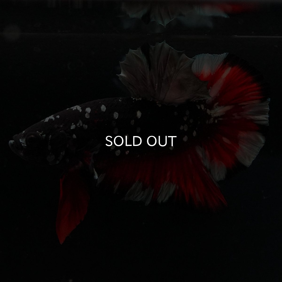 画像7: HMPK　ブラックカッパースター (7)