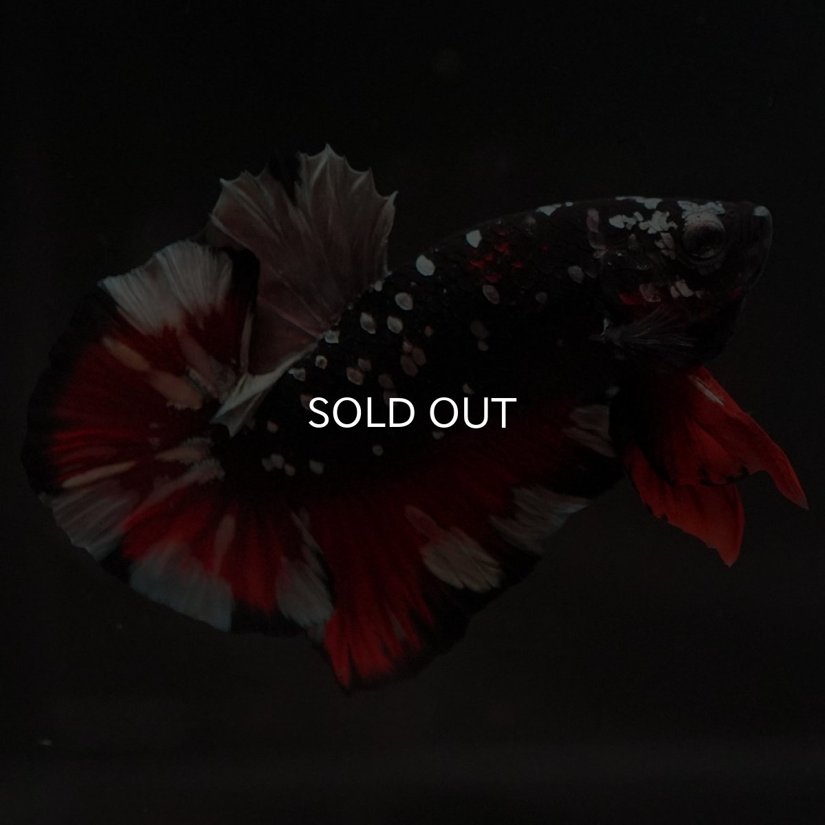 画像4: HMPK　ブラックカッパースター (4)