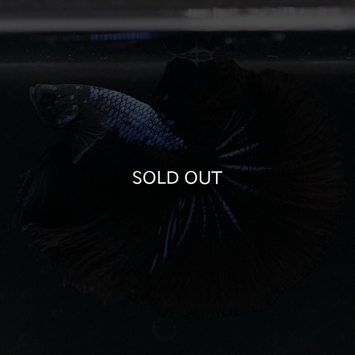 画像6: HM ブラックオーキッド (6)