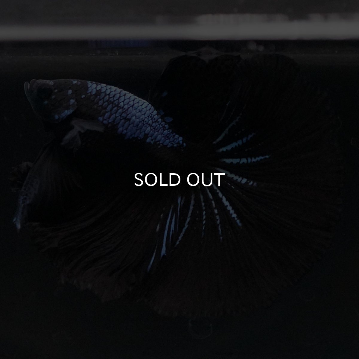 画像8: HM ブラックオーキッド (8)