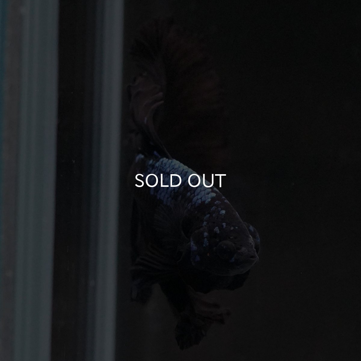 画像5: HM ブラックオーキッド (5)