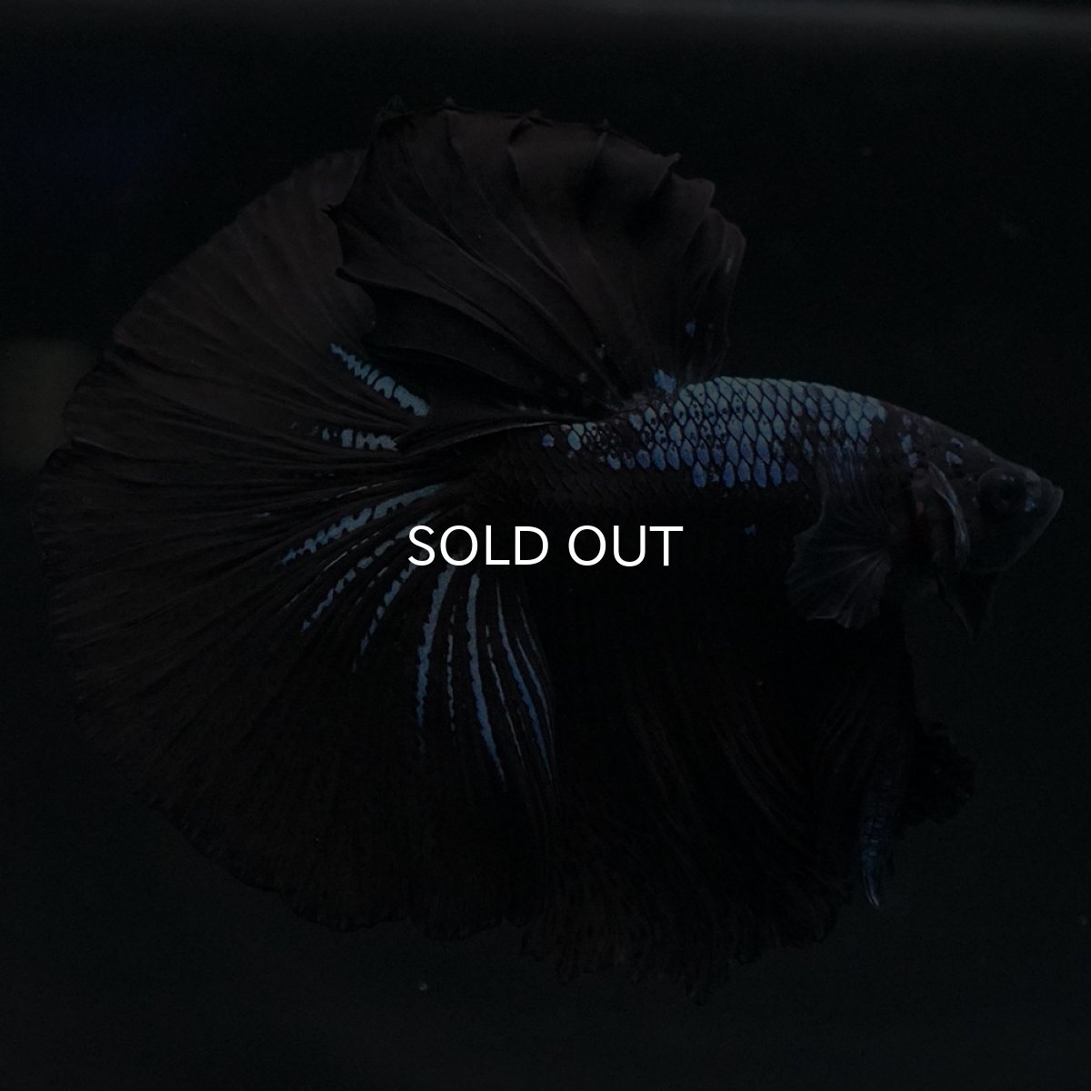 画像3: HM ブラックオーキッド (3)