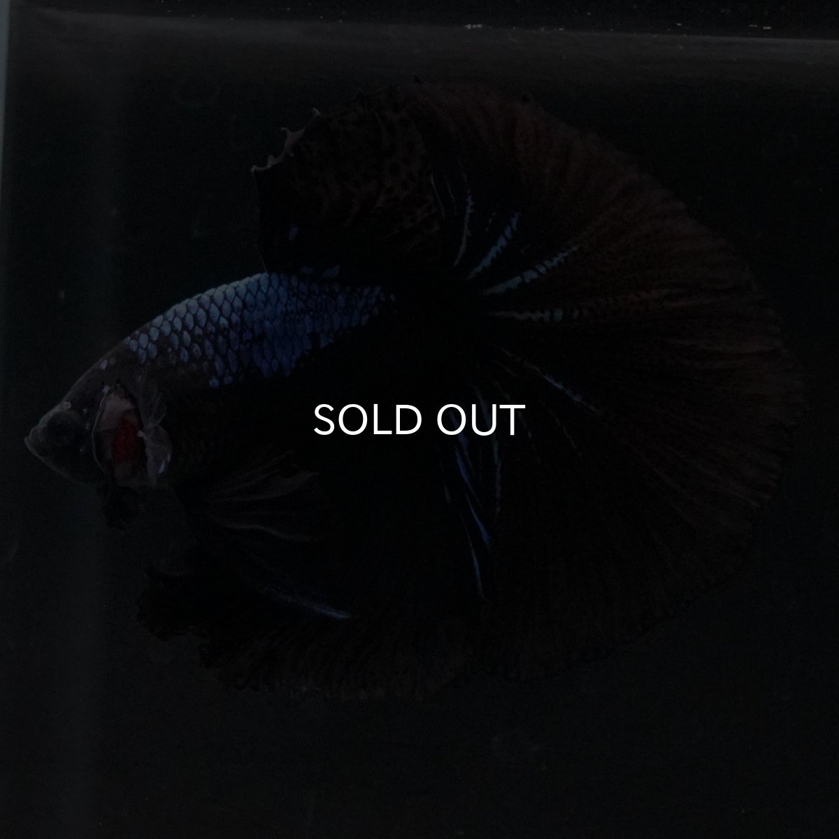 画像7: HM ブラックオーキッド (7)