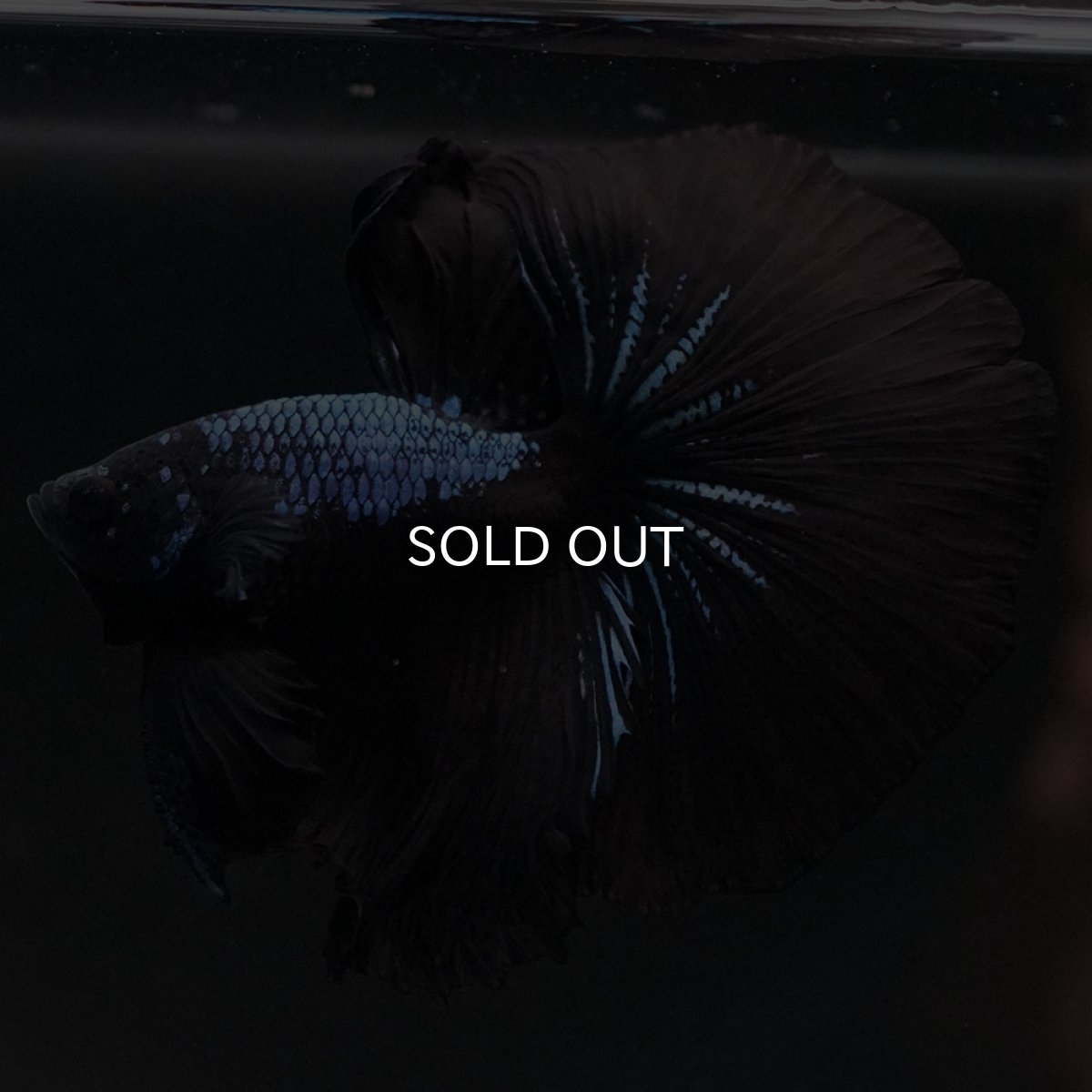 画像2: HM ブラックオーキッド (2)