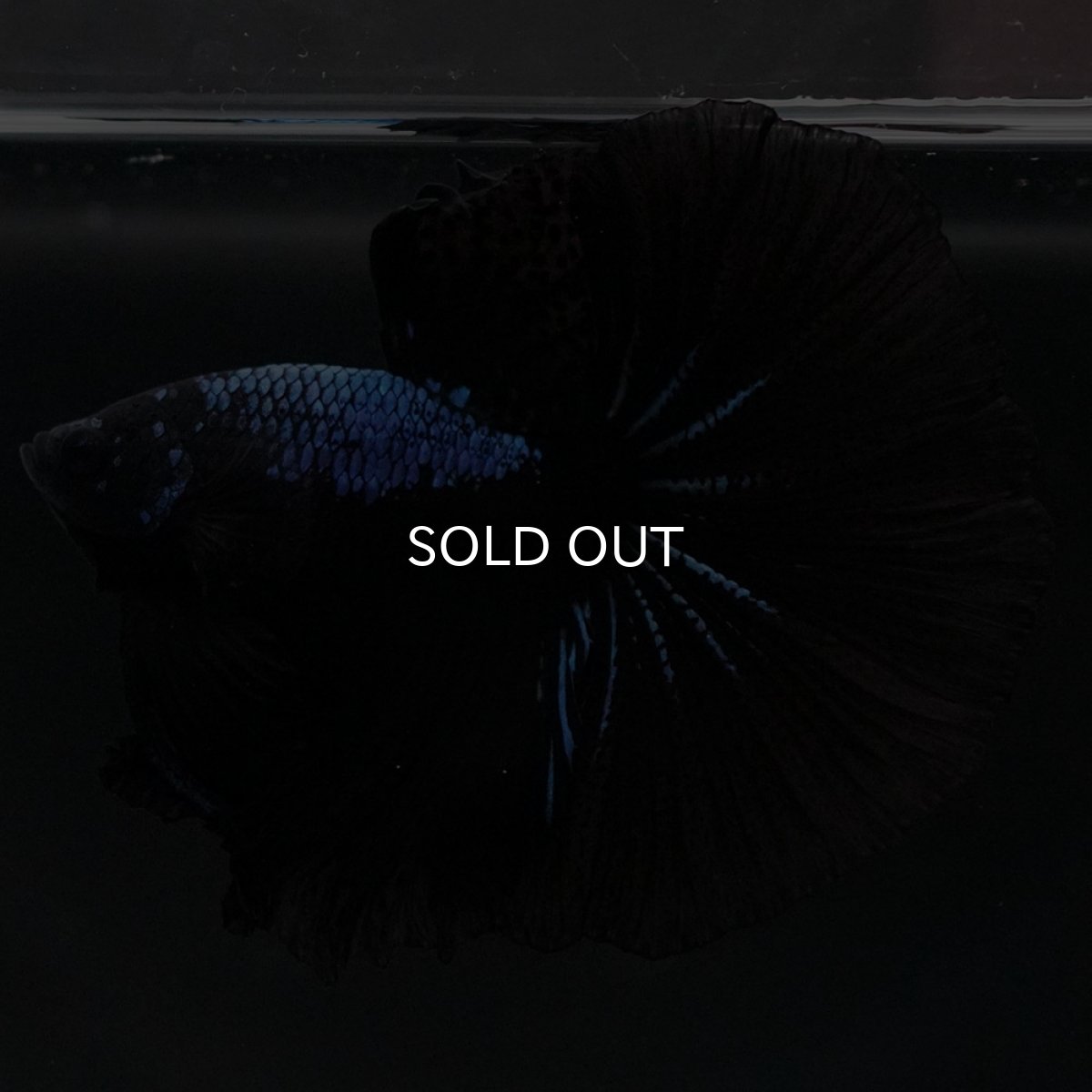 画像4: HM ブラックオーキッド (4)