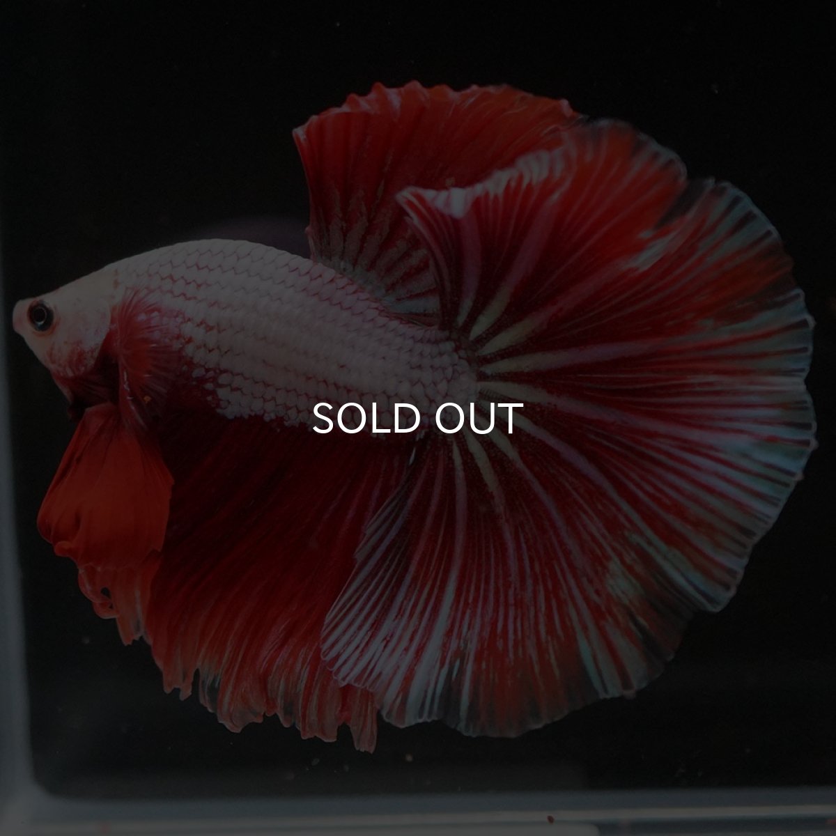 画像10: HM ファンシードラゴン (10)