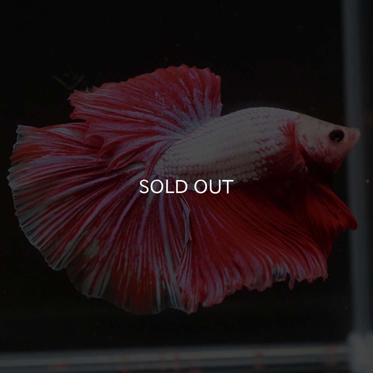 画像9: HM ファンシードラゴン (9)