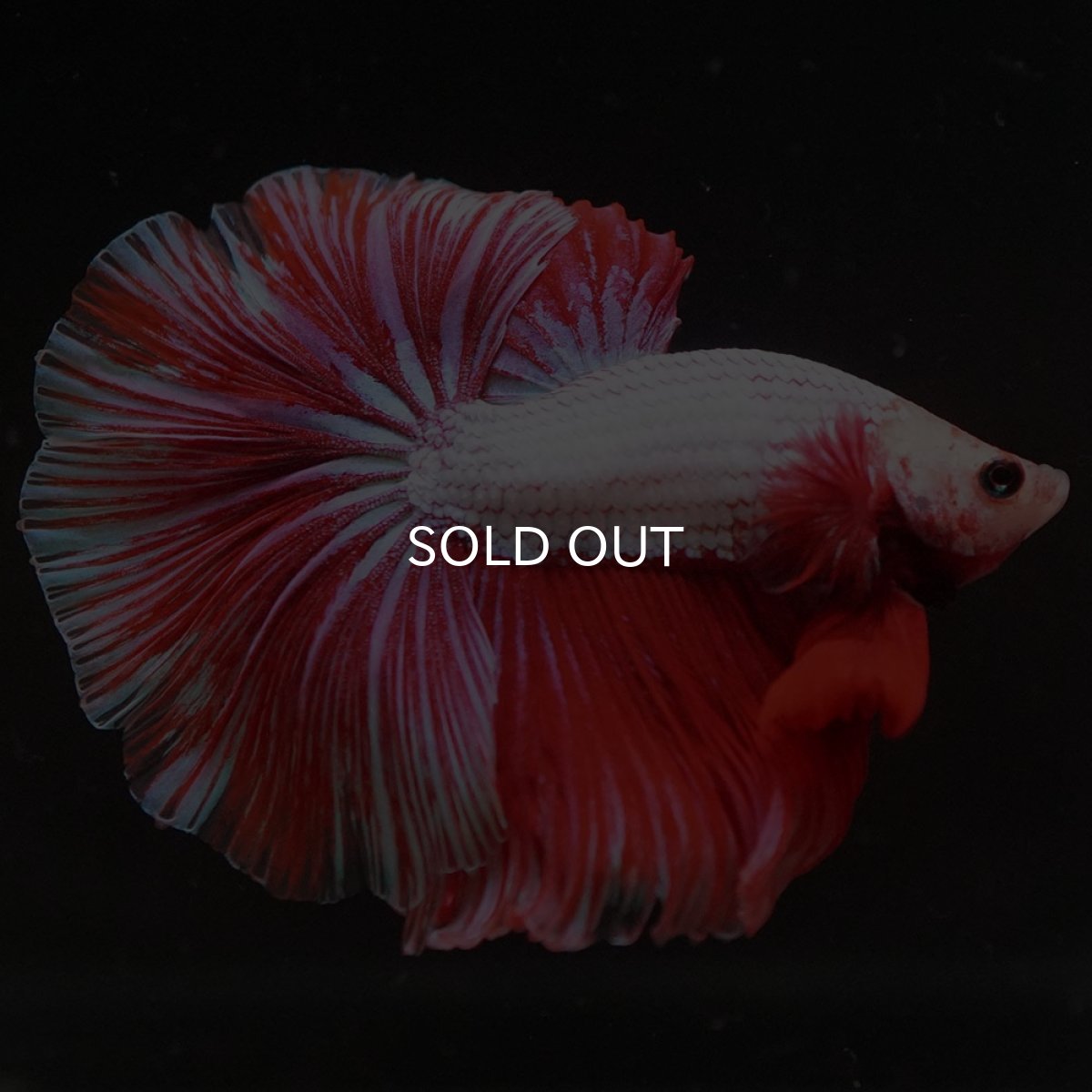 画像7: HM ファンシードラゴン (7)