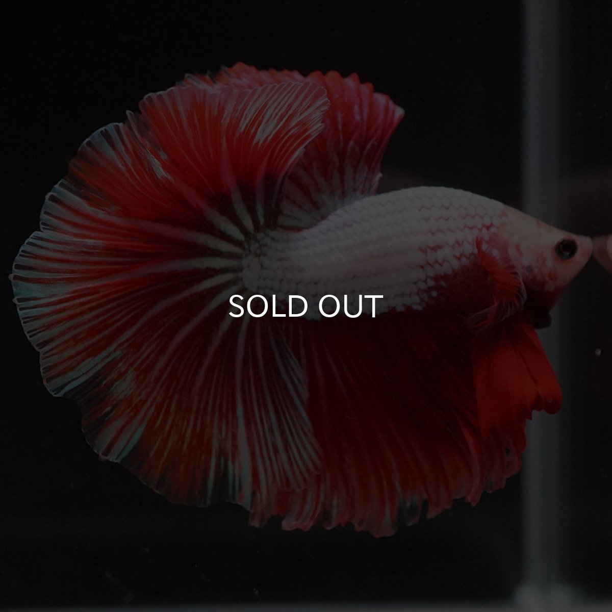 画像5: HM ファンシードラゴン (5)