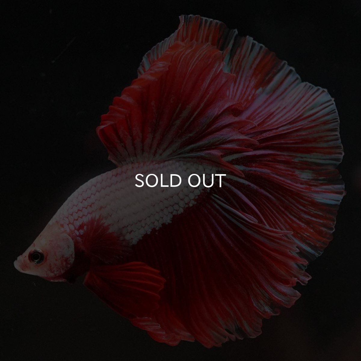 画像8: HM ファンシードラゴン (8)