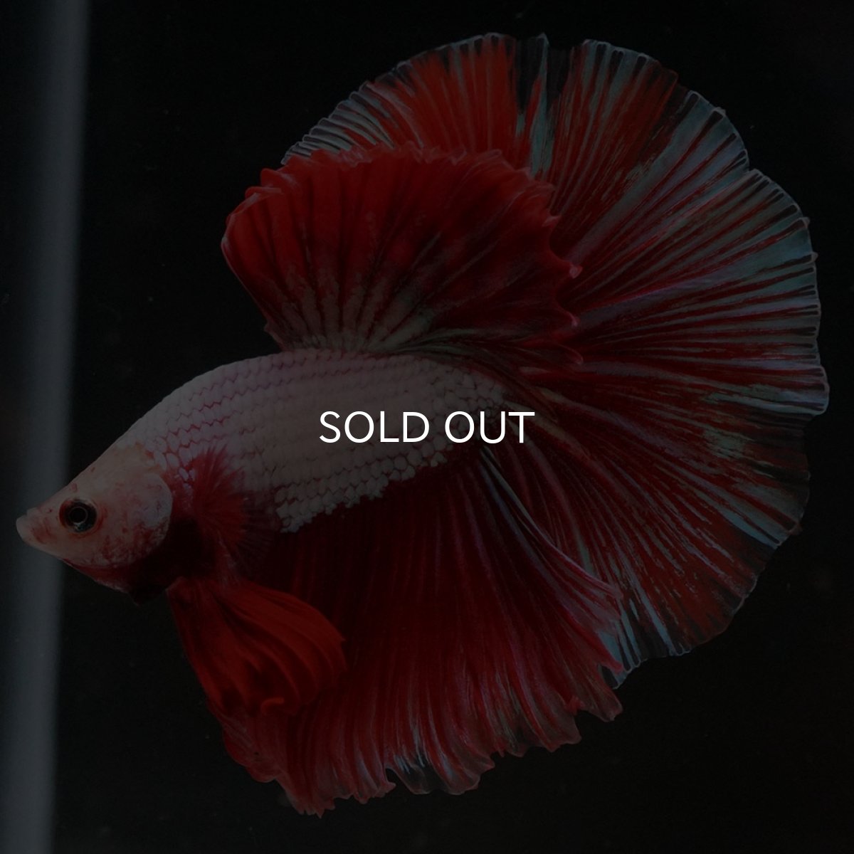 画像2: HM ファンシードラゴン (2)