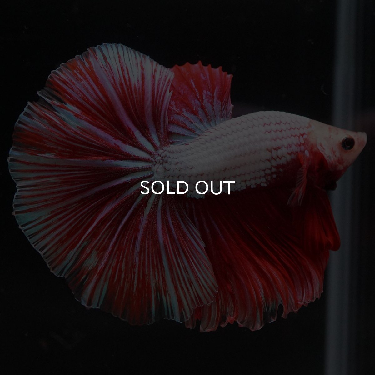 画像3: HM ファンシードラゴン (3)