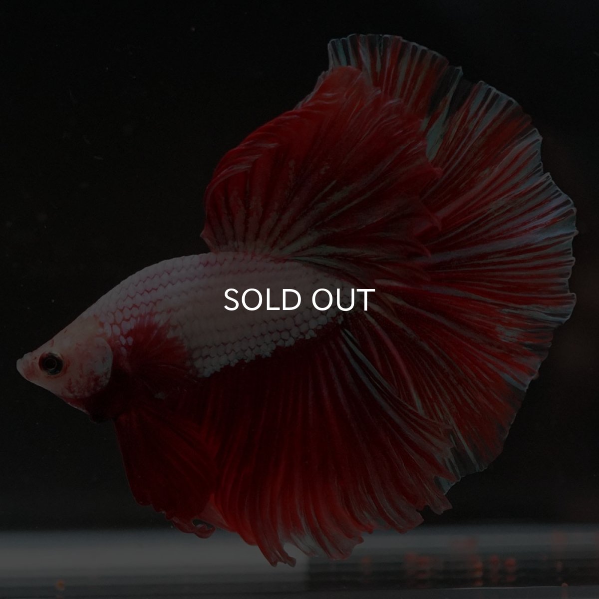 画像6: HM ファンシードラゴン (6)