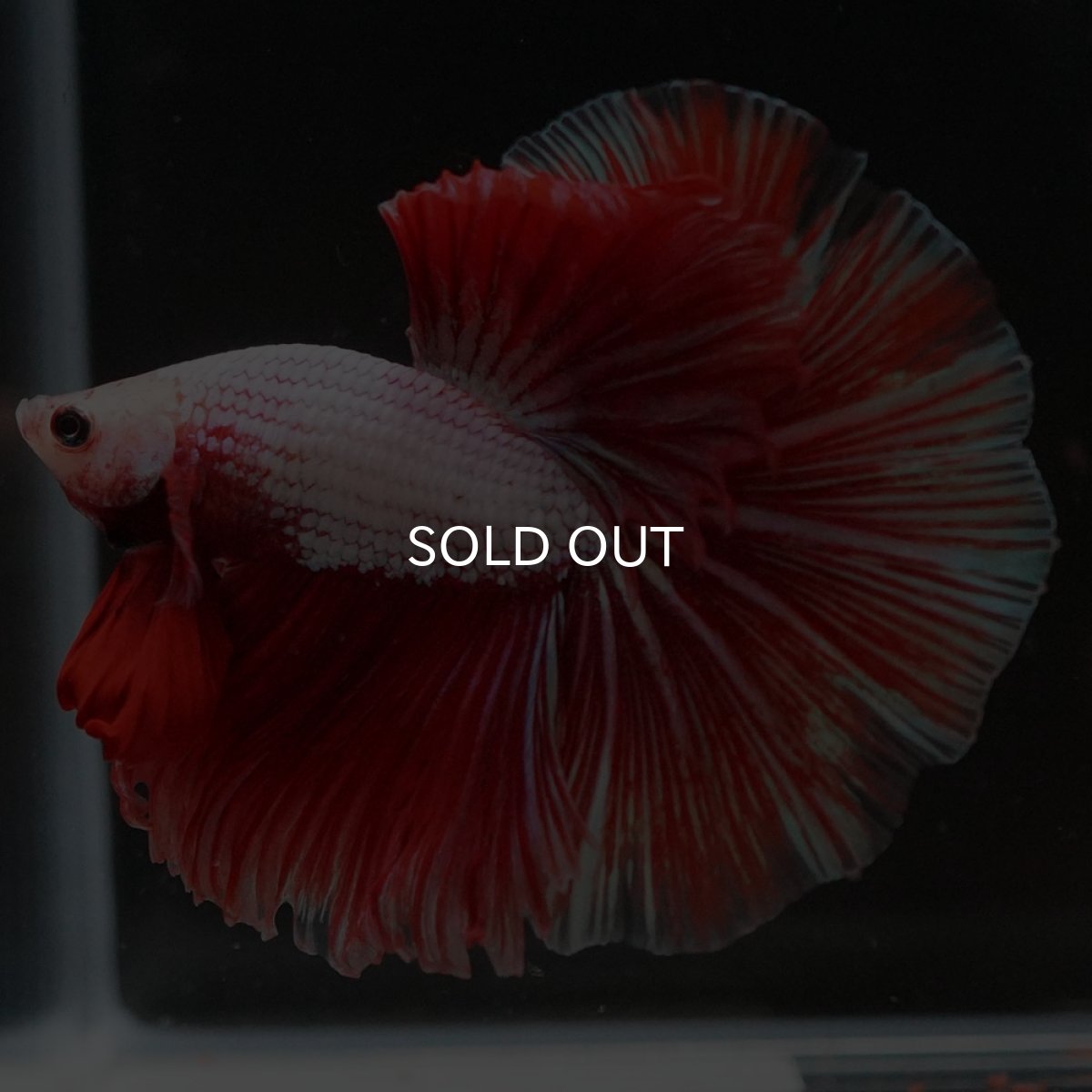 画像4: HM ファンシードラゴン (4)