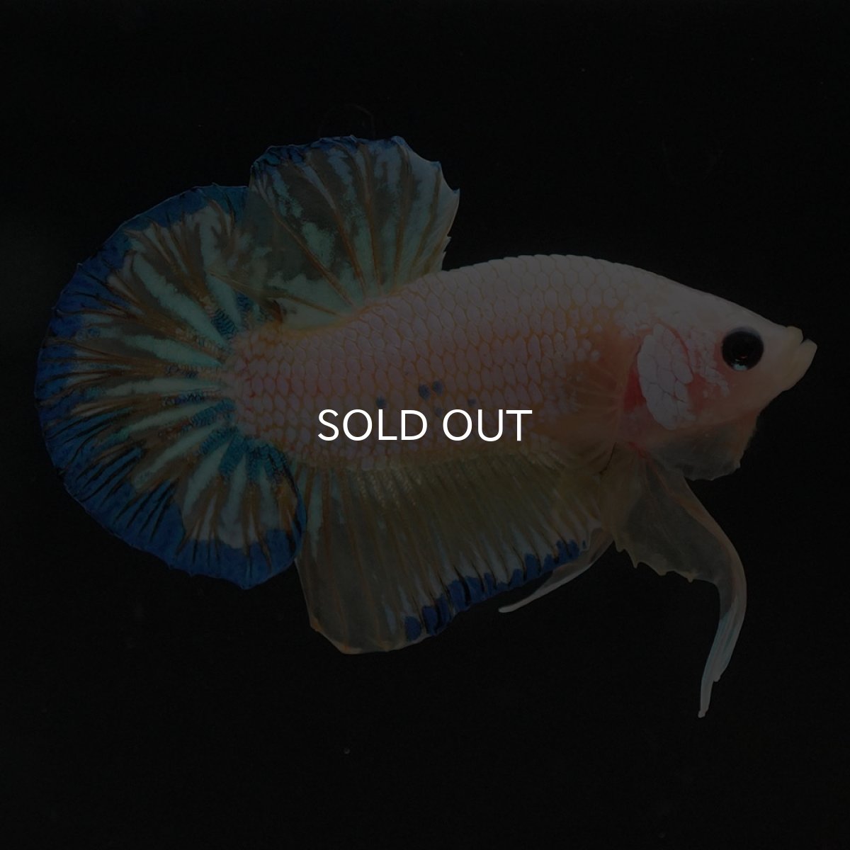 画像9: HMPK　イエローファンシー (9)