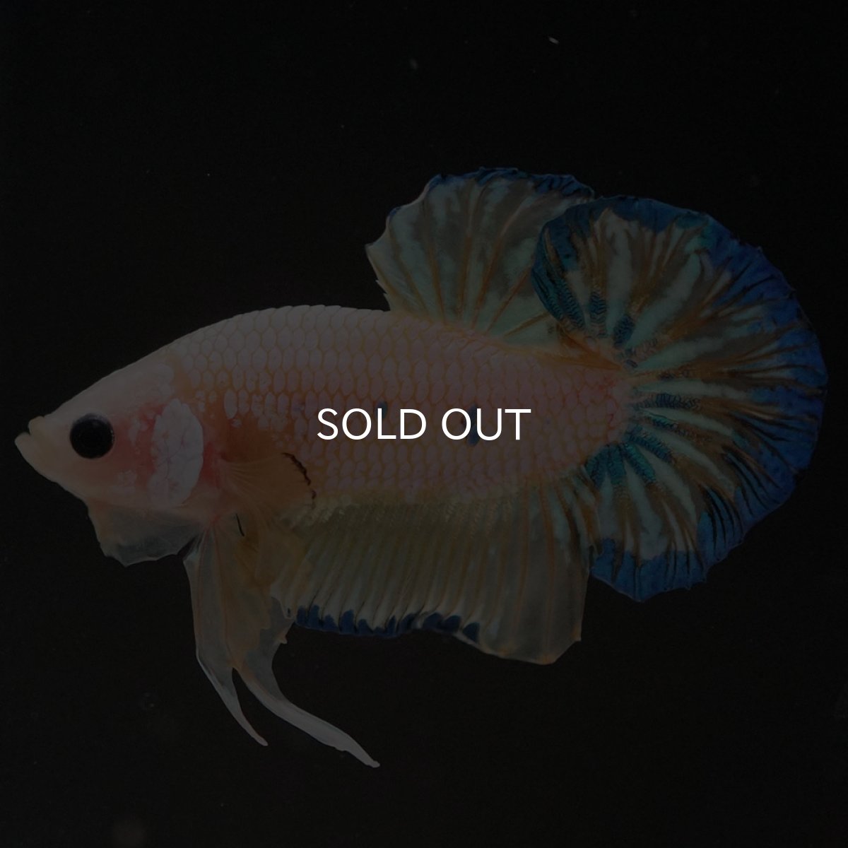 画像8: HMPK　イエローファンシー (8)